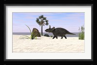 Triceratops Walking along a Prehistoric Beach Landscape Framed Print