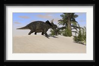 Triceratops Walking along a Prehistoric Landscape Framed Print