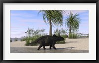 Triceratops Walking along the Shoreline 2 Framed Print
