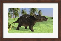 Triceratops Walking in Open Field Fine Art Print