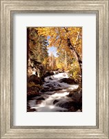River and Trees Fine Art Print
