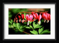 Bleeding Heart Framed Print