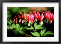 Bleeding Heart Fine Art Print