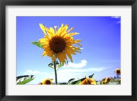 Sunflower Fine Art Print