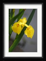 Yellow Flag Iris Fine Art Print