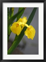 Yellow Flag Iris Fine Art Print