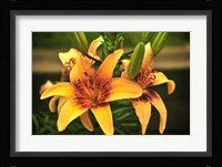 Lily Framed Print