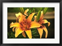 Lily Fine Art Print