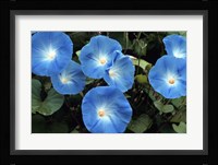 Morning Glory Framed Print