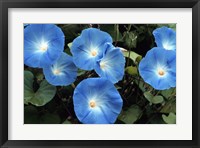 Morning Glory Fine Art Print