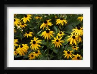 Black-Eyed Susans Framed Print