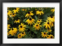 Black-Eyed Susans Fine Art Print