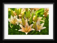 Lilies Framed Print