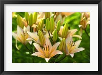 Lilies Fine Art Print