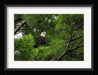 Watchful Fine Art Print