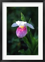 Lady Slipper Fine Art Print