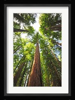 Skyward Fine Art Print