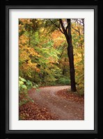 Fall Road Fine Art Print