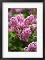 Lilacs Fine Art Print