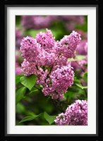 Lilacs Fine Art Print