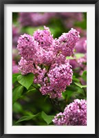 Lilacs Fine Art Print