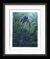 Water Iris Fine Art Print