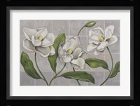 White Magnolia Framed Print
