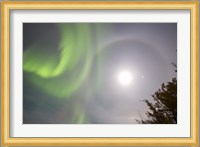 Aurora borealis, Full Moon, Halo and Venus by Lake Laberge, Yukon, Canada Fine Art Print