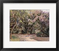 Lilac Trees Fine Art Print