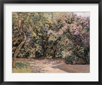 Lilac Trees Fine Art Print