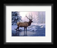 Elk In Winter Fine Art Print