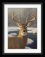 White Tail Deer Portrait Fine Art Print