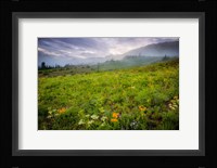 Colorado Flowers Fine Art Print