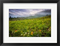 Colorado Flowers Fine Art Print