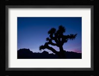 Desert Silence Fine Art Print