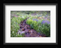Field of Beauty I Framed Print
