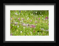 Meadow Of Color Fine Art Print