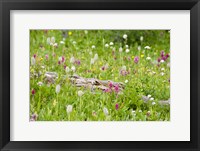 Meadow Of Color Fine Art Print