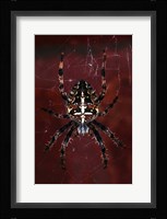 Garden Spider Fine Art Print