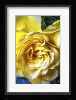 Yellow Rose Fine Art Print