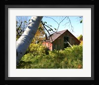 Overgrown Barn Fine Art Print