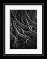 Entrenched Fine Art Print