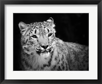 Snow Leopard Fine Art Print