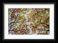 Autumn Colors Fine Art Print