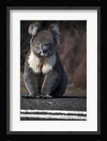 Playing Chicken Framed Print