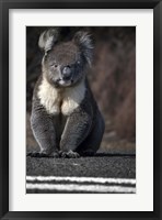 Playing Chicken Framed Print