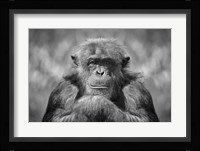 Chimp Fine Art Print