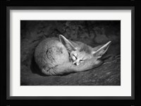 Fennec Fox Fine Art Print