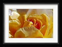 Three Fine Art Print