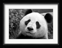 Giant Panda Fine Art Print